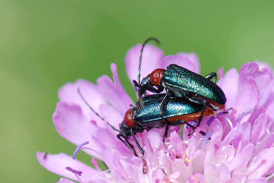 Gaurotes virginea